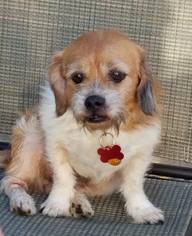 Bea-Tzu Dogs for adoption in Shakopee, MN, USA