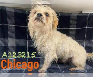 Shih Tzu-Unknown Mix Dogs for adoption in HESPERIA, CA, USA