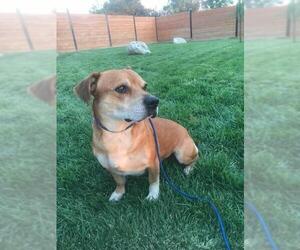 Beagle Dogs for adoption in Menifee, CA, USA