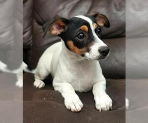 Jack-Rat Terrier Dogs for adoption in El Cajon, CA, USA