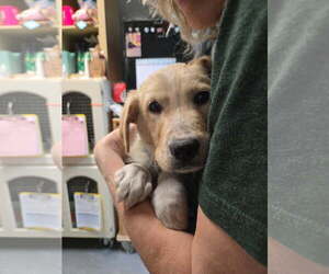 Labrador Retriever-Unknown Mix Dogs for adoption in Dublin, OH, USA