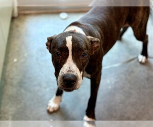 Labrador Retriever-Unknown Mix Dogs for adoption in Tavares, FL, USA