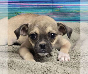 Chug Dogs for adoption in Lakewood, CO, USA