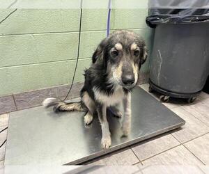 German Shepherd Dog-Siberian Husky Mix Dogs for adoption in Grand Prairie, TX, USA