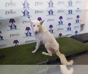 German Shepherd Dog-Siberian Husky Mix Dogs for adoption in Orlando, FL, USA