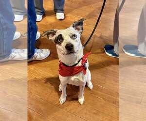 Catahoula Leopard Dog-Siberian Husky Mix Dogs for adoption in Doylestown, PA, USA