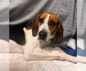 Treeing Walker Coonhound Dogs for adoption in Waterford, VA, USA