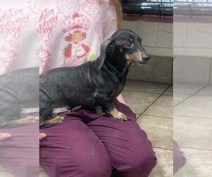 Dachshund Dogs for adoption in Los Angeles, CA, USA