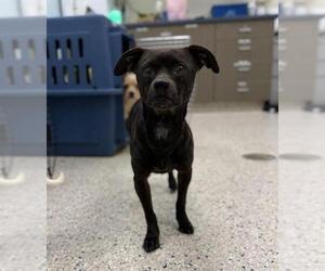 Chihuahua Dogs for adoption in Brighton, CO, USA