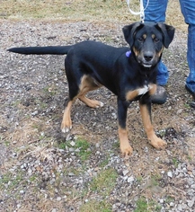 Labrottie Dogs for adoption in Zanesville, OH, USA