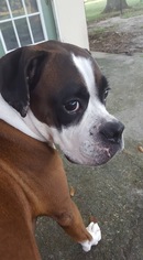 Boxador Dogs for adoption in Thonotosassa, FL, USA