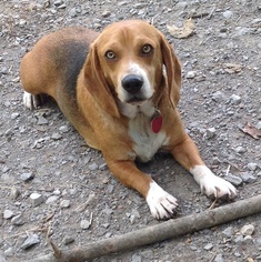 Bagle Hound Dogs for adoption in Texico, IL, USA