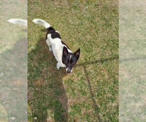 Jack-Rat Terrier Dogs for adoption in Standish, MI, USA
