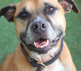 Bullboxer Pit Dogs for adoption in Marina Del Rey, CA, USA
