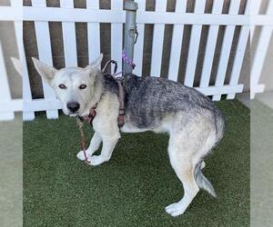Siberian Husky-Unknown Mix Dogs for adoption in Modesto, CA, USA