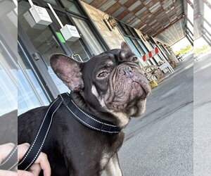 French Bulldog-Unknown Mix Dogs for adoption in Chico, CA, USA