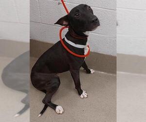 American Staffordshire Terrier-Unknown Mix Dogs for adoption in Fort Lauderdale, FL, USA