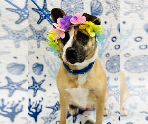 Akita-Unknown Mix Dogs for adoption in Manahawkin, NJ, USA
