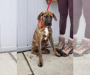 Plott Hound-Unknown Mix Dogs for adoption in Louisville, KY, USA