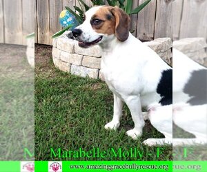 Beagle-Unknown Mix Dogs for adoption in Pensacola, FL, USA