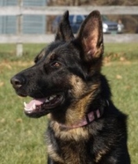 German Shepherd Dog Dogs for adoption in Shaftsbury, VT, USA