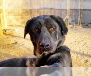 German Shepherd Dog-Unknown Mix Dogs for adoption in Tehachapi, CA, USA