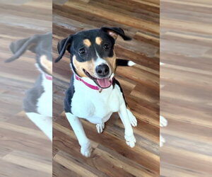 Boxer-Unknown Mix Dogs for adoption in Alexander, AR, USA