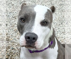 Mutt Dogs for adoption in Jefferson, WI, USA