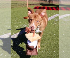 Labrador Retriever-Unknown Mix Dogs for adoption in Rockaway, NJ, USA