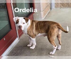 Boxer-Unknown Mix Dogs for adoption in Derwood, MD, USA