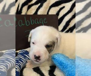 Dogo Argentino Dogs for adoption in Chambersburg, PA, USA