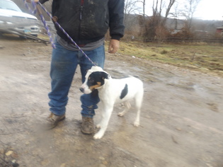Pointer-Unknown Mix Dogs for adoption in Zaleski, OH, USA