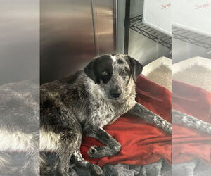 Mutt Dogs for adoption in Chico, CA, USA