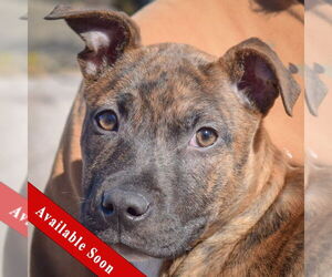 American Staffordshire Terrier-Boxer Mix Dogs for adoption in Huntley, IL, USA