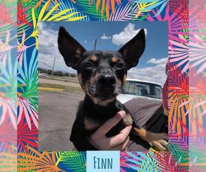Chipin Dogs for adoption in Littleton, CO, USA