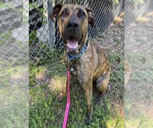 Great Dane-Unknown Mix Dogs for adoption in Palmetto, FL, USA