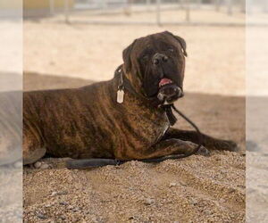Bullmastiff Dogs for adoption in Vail, AZ, USA
