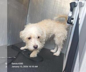 Mutt Dogs for adoption in San Antonio, TX, USA