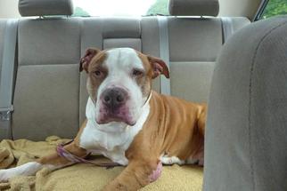 American Bulldog Dogs for adoption in Gloversville, NY, USA