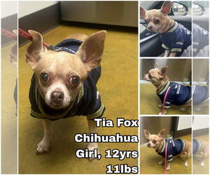 Chihuahua Dogs for adoption in Seattle, WA, USA