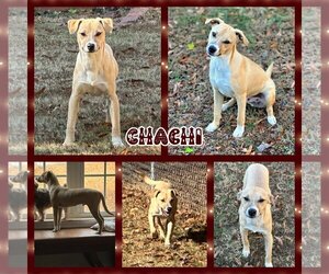 Australian Shepherd-Beagle Mix Dogs for adoption in Blacksburg, SC, USA
