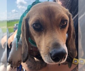Beagle Dogs for adoption in Troy, IL, USA