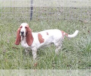 Basset Hound Dogs for adoption in Bonifay, MO, USA