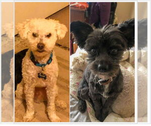 Poodle (Miniature) Dogs for adoption in Chandler, AZ, USA