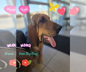 Bloodhound Dogs for adoption in Pipe Creek, TX, USA