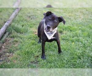 American Pit Bull Terrier-Labrador Retriever Mix Dogs for adoption in Stratham, NH, USA
