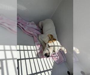 American Pit Bull Terrier-Unknown Mix Dogs for adoption in Houston, TX, USA