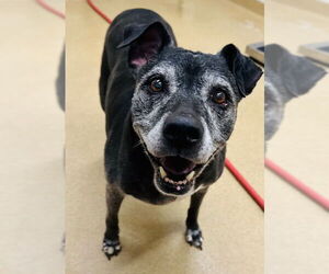 American Pit Bull Terrier-Labrador Retriever Mix Dogs for adoption in Derwood, MD, USA