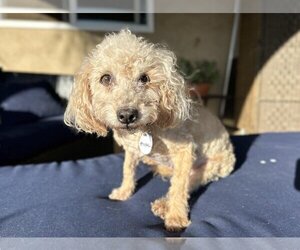 Poodle (Miniature) Dogs for adoption in  Ramona, CA, USA