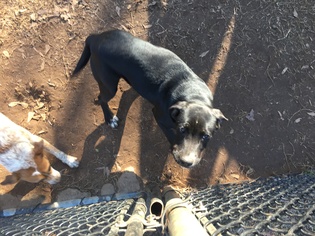Lab-Pointer Dogs for adoption in Locust Grove, GA, USA